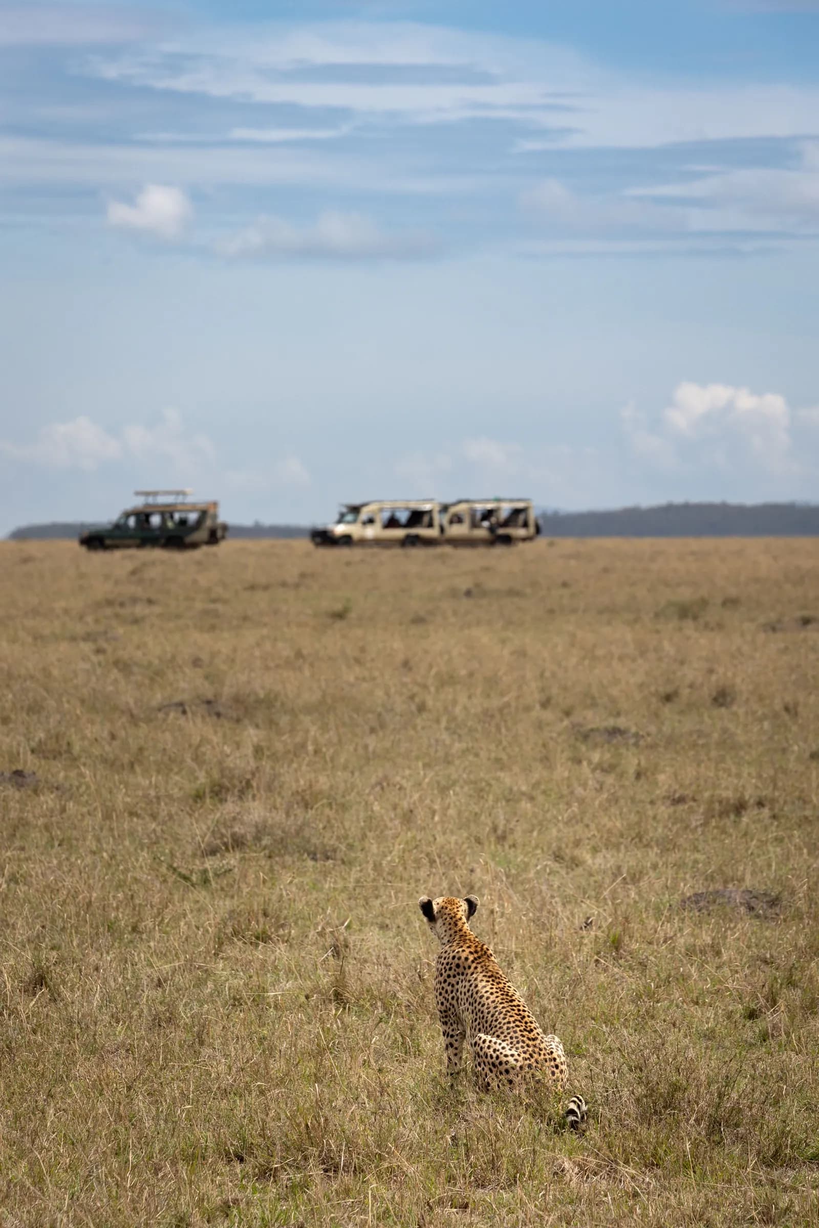 A cheetah on the savanna with safari vehicles in the distance